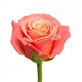 rozy-persikoviye-rozy.jpg