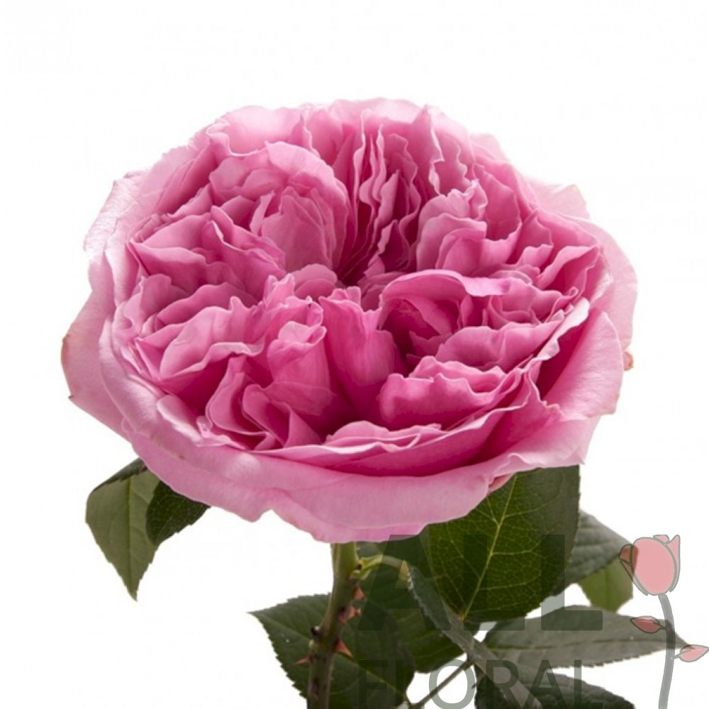 Розовые розы Дэвида Остина