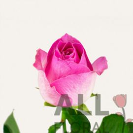 Розовая роза Candy Avalanche поштучно