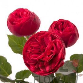 Красные розы Дэвида Остина